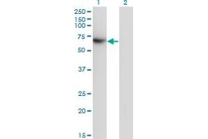 Western Blot analysis of TFCP2 expression in transfected 293T cell line by TFCP2 monoclonal antibody (M01), clone 3H6. (TFCP2 anticorps  (AA 414-502))