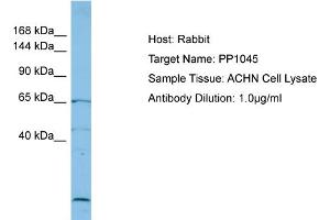 Host: Rabbit Target Name: PP1045 Sample Type: ACHN Whole Cell lysates Antibody Dilution: 1. (PP1045 (C-Term) anticorps)