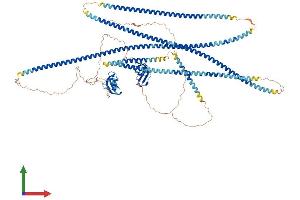 AlphaFold protein structure predicition of Mouse Recombinant Clip2 Protein, UniprotID Q9Z0H8