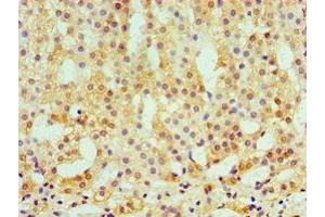 Immunohistochemistry of paraffin-embedded human adrenal gland tissue using ABIN7146438 at dilution of 1:100