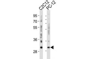 Western blot analysis of lysate from mouse C2C12, rat PC-12 cell line using Bcl-2 antibody diluted at 1:500 for each lane.