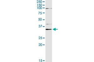 PEX19 MaxPab rabbit polyclonal antibody. (PEX19 anticorps  (AA 1-299))