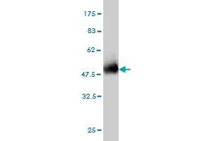 Western Blot detection against Immunogen (48.