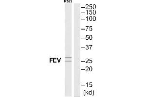 Western blot analysis of extracts from K562 cells, using FEV antibody. (FEV anticorps  (N-Term))