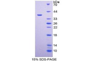 SDS-PAGE (SDS) image for Calumenin (CALU) (AA 20-315) protein (His tag) (ABIN2124224) (CALU Protein (AA 20-315) (His tag))