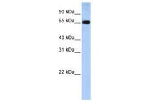 Image no. 1 for anti-Solute Carrier Family 22 (Organic Anion Transporter), Member 13 (SLC22A13) (AA 36-85) antibody (ABIN6740844)