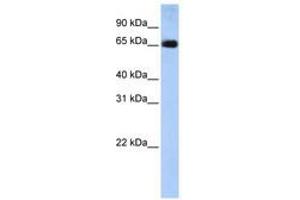 Image no. 1 for anti-Solute Carrier Family 22 (Organic Anion Transporter), Member 13 (SLC22A13) (AA 36-85) antibody (ABIN6740844) (SLC22A13 anticorps  (AA 36-85))