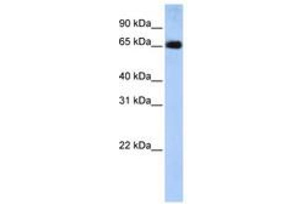 SLC22A13 anticorps  (AA 36-85)