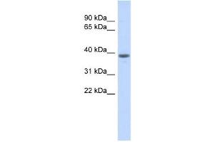 WDR21B antibody used at 1 ug/ml to detect target protein.