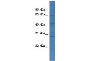 WB Suggested Anti-TMCO4 Antibody Titration: 0. (TMCO4 anticorps  (C-Term))