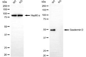 Western blotting analysis using gasdermin D antibody (ABIN7798694). (Recombinant GSDMD anticorps)