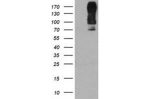 Western Blotting (WB) image for anti-Dipeptidyl-Peptidase 9 (DPP9) antibody (ABIN1497902) (DPP9 anticorps)