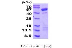 SDS-PAGE (SDS) image for Cytohesin 1 (CYTH1) (AA 1-398) protein (His tag) (ABIN5854258)