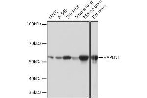 Western blot analysis of extracts of various cell lines, using H Rabbit mAb (ABIN7267797) at 1:1000 dilution. (HAPLN1 anticorps)