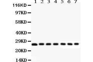 Anti- Galectin3 Picoband antibody, Western blotting All lanes: Anti Galectin3  at 0. (Galectin 3 anticorps  (AA 153-264))