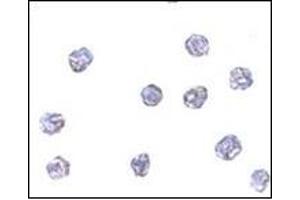 Immunocytochemistry of MPYS in A20 cells with MPYSat 5 μg/ml. (STING/TMEM173 anticorps  (C-Term))
