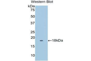 Western Blotting (WB) image for anti-Myoglobin (MB) (AA 1-154) antibody (ABIN1078380)