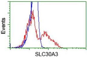 HEK293T cells transfected with either RC205310 overexpress plasmid (Red) or empty vector control plasmid (Blue) were immunostained by anti-SLC30A3 antibody (ABIN2453647), and then analyzed by flow cytometry. (Slc30a3 anticorps)