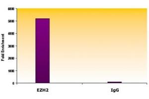 EZH2 antibody (mAb) tested by ChIP. (EZH2 anticorps  (AA 353-451))