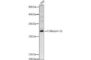 Western blot analysis of extracts of Raji cells, using Cathepsin G antibody (ABIN6127687, ABIN6139229, ABIN6139231 and ABIN6221273) at 1:500 dilution. (Cathepsin G anticorps  (AA 21-255))