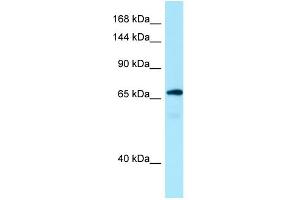 WB Suggested Anti-MON2 Antibody Titration: 1. (Mon2 anticorps  (C-Term))