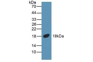 Figure. (BMP5 anticorps  (AA 315-452))
