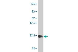 Western Blot detection against Immunogen (34.