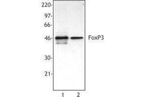 Western Blotting (WB) image for anti-Forkhead Box P3 (FOXP3) antibody (ABIN2666335) (FOXP3 anticorps)