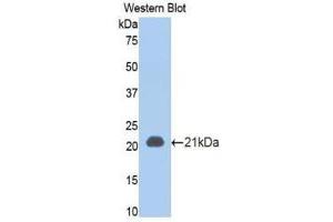 Western Blotting (WB) image for anti-Tumor Necrosis Factor Receptor Superfamily, Member 1A (TNFRSF1A) (AA 43-194) antibody (ABIN1174718)