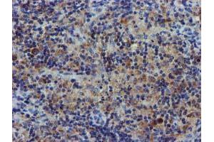 Image no. 8 for anti-Coiled-Coil-Helix-Coiled-Coil-Helix Domain Containing 5 (CHCHD5) (AA 1-110) antibody (ABIN1490560) (CHCHD5 anticorps  (AA 1-110))