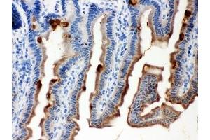 IHC-P testing of mouse intestine tissue.