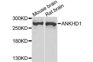 Western blot analysis of extracts of various cell lines, using ANKHD1 antibody. (ANKHD1 anticorps  (AA 1620-1800))