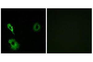 Immunofluorescence analysis of A549 cells, using GRM7 antibody.