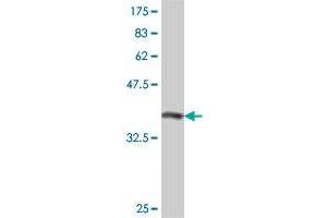 Western Blot detection against Immunogen (37.
