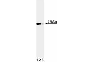 Western blot analysis of Nur77. (NR4A1 anticorps)
