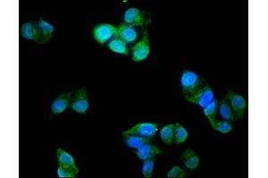 Immunofluorescence staining of Hela cells with ABIN7173574 at 1:200, counter-stained with DAPI.