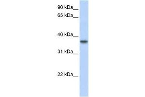 Western Blotting (WB) image for anti-Transmembrane Protein 173 (TMEM173) antibody (ABIN2459160) (STING/TMEM173 anticorps)