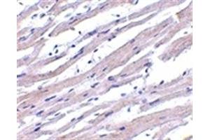 Image no. 1 for anti-Apoptotic Peptidase Activating Factor 1 (APAF1) (AA 12-28) antibody (ABIN205853) (APAF1 anticorps  (AA 12-28))
