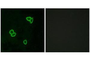 Immunofluorescence (IF) image for anti-Latrophilin 1 (LPHN1) (Internal Region) antibody (ABIN1853060) (Latrophilin 1 anticorps  (Internal Region))