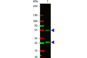 Western Blot of Atto 550 conjugated Rabbit anti-Goat IgG antibody.