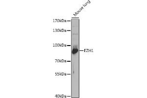 Western blot analysis of extracts of mouse lung, using EZH1 antibody (ABIN6130371, ABIN6140390, ABIN6140392 and ABIN6221509) at 1:1000 dilution.