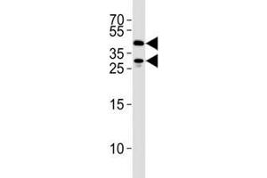 SIRT3 antibody western blot analysis in 293 cell lysate.