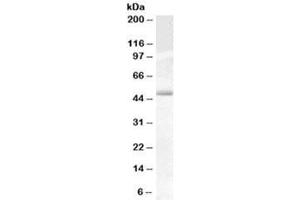 Western blot testing of human testis lysate with Actin-like 7B antibody at 0. (Actl7b anticorps)