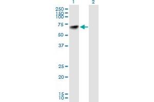 Western Blot analysis of NARS expression in transfected 293T cell line by NARS MaxPab polyclonal antibody. (NARS anticorps  (AA 1-548))
