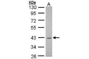 WB Image Sample (30 ug of whole cell lysate) A: H1299 10% SDS PAGE antibody diluted at 1:1000 (MSI1 anticorps  (Center))