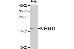 Western blot analysis of extracts of Raji cells, using RNASE13 antibody. (RNASE13 anticorps)