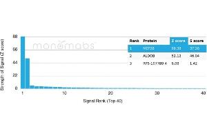 Analysis of Protein Array containing more than 19,000 full-length human proteins using MEF2B-Monospecific Mouse Monoclonal Antibody (PCRP-MEF2B-2F9). (MEF2B anticorps)