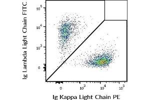 Flow cytometry multicolor surface staining of human CD19 positive B cells using anti-human Ig Kappa Light Chain (TB28-2) PE (c = 5 μg/mL) and anti-human Ig Lambda Light Chain (1-155-2) FITC (c = 5 μg/mL) antibodies. (kappa Light Chain anticorps  (PE))