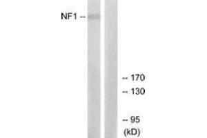 Western blot analysis of extracts from HepG2 cells, using NF1 Antibody. (Neurofibromin 1 anticorps  (AA 1551-1600))