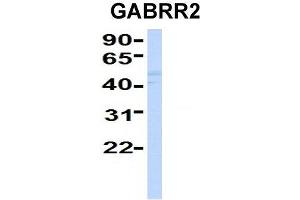Host:  Rabbit  Target Name:  GABRR2  Sample Type:  Human Fetal Liver  Antibody Dilution:  1. (GABRR2 anticorps  (Middle Region))